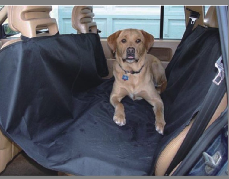 how to make your car pet-ready